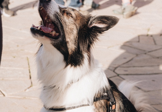 IMG 80 2025-04-06 09h12m05s